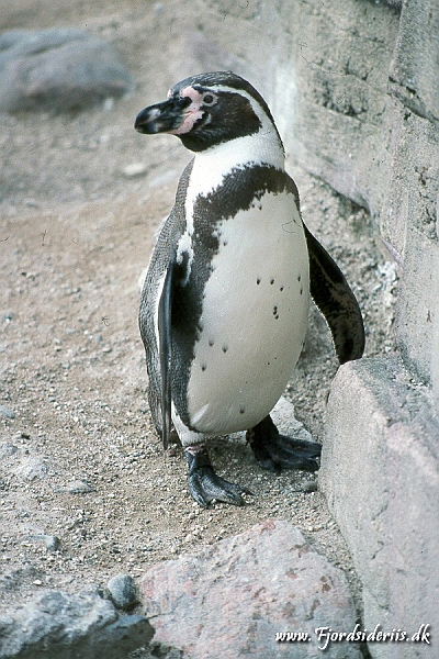 Zoo KBH 1998 0147.JPG